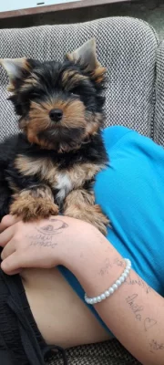 Jorkširský Terrier