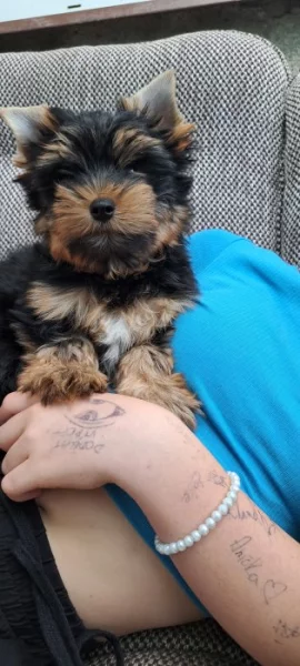 Jorkširský Terrier