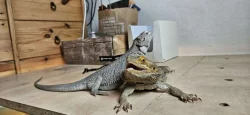 Prodej mláďat agam vousatých