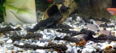 Ancistrus