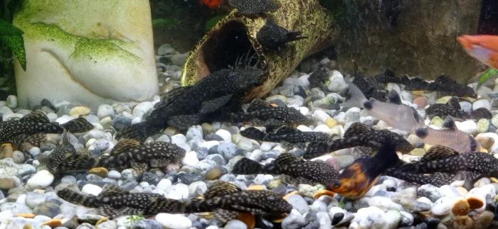 Ancistrus