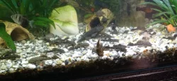 Ancistrus