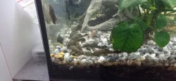 Ancistrus