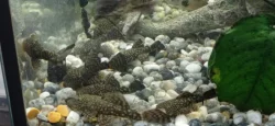 Ancistrus