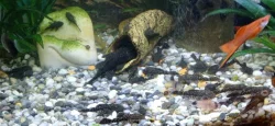 Ancistrus