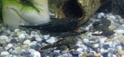 Ancistrus
