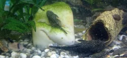 Ancistrus