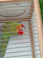 Rosela pestrá modrý pastel