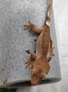 Pagekon Řasnatý - neurčena mláďata