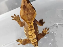 Pagekon Řasnatý - neurčena mláďata