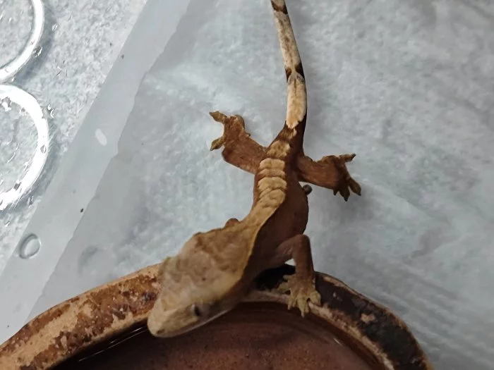 Pagekon Řasnatý - neurčena mláďata