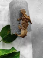 Pagekon Řasnatý - neurčena mláďata