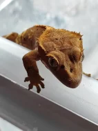 Pagekon Řasnatý - neurčena mláďata