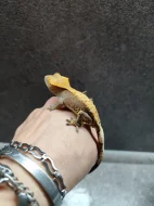 Pagekon Řasnatý - neurčena mláďata
