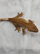 Pagekon Řasnatý - neurčena mláďata