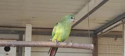 Papoušek nádherný