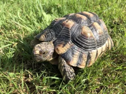 Prodám želvu vroubenou Testudo marginata samec 20 cm