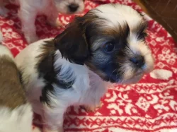 Shih-tzu bez PP