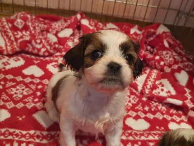 Shih-tzu bez PP