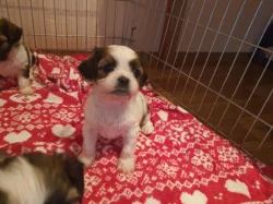 Shih-tzu bez PP