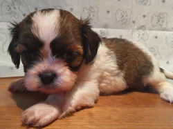 Shih-tzu bez PP