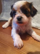 Shih-tzu bez PP
