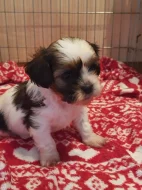 Shih-tzu bez PP
