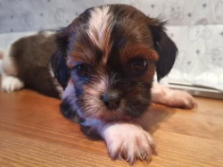 Shih-tzu bez PP