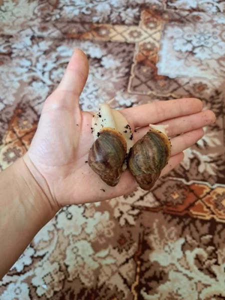 Archachatina purpurea guinea leucistic
