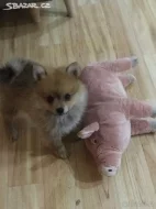 Pomeranian