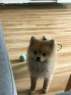 Pomeranian