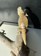 Agama vousatá