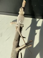 Agama vousatá