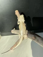 Agama vousatá