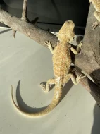 Agama vousatá