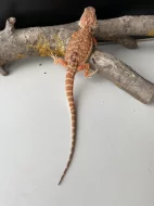 Agama vousatá