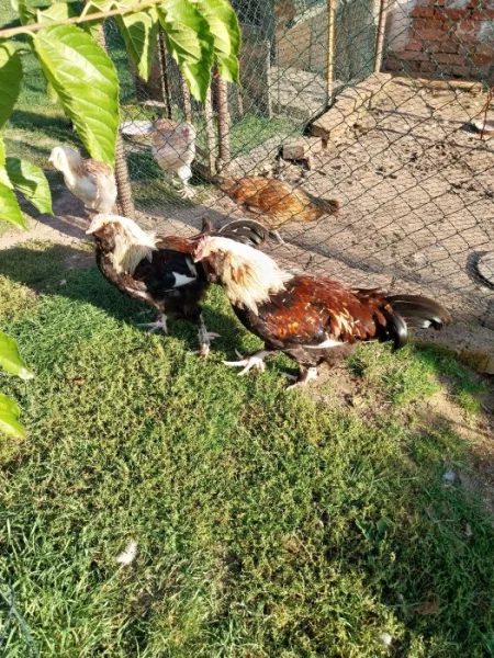 Kohouti