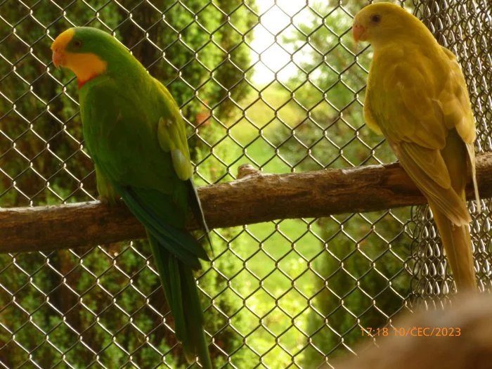 papošek nádherný skořicový