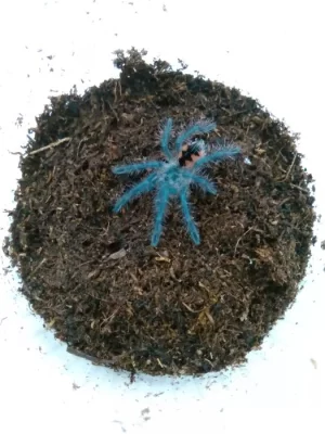 Sklipkani