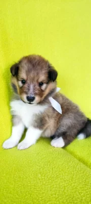 Šetie-sheltie s PP