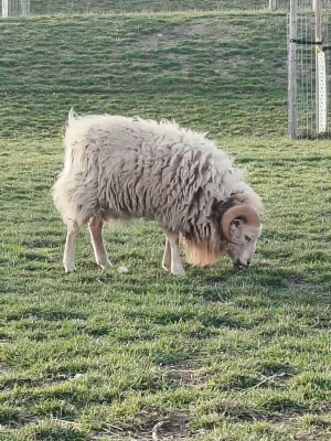 Ovce Ouessantska (Quessantská) prodám beránka