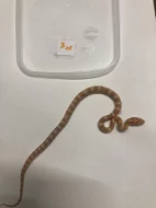 Užovka červená - Pantherophis guttatus
