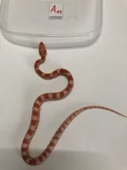 Užovka červená - Pantherophis guttatus
