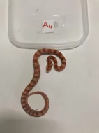 Užovka červená - Pantherophis guttatus