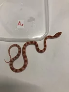 Užovka červená - Pantherophis guttatus