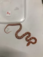Užovka červená - Pantherophis guttatus