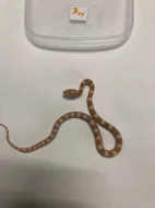 Užovka červená - Pantherophis guttatus