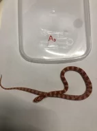 Užovka červená - Pantherophis guttatus