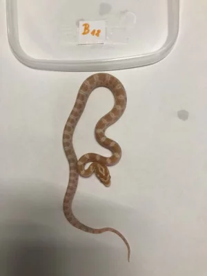 Užovka červená - Pantherophis guttatus