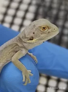 Agama Vousatá